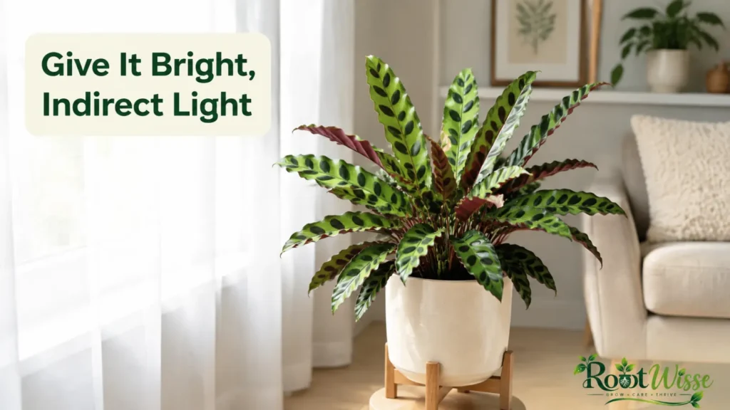 rattlesnake plant care