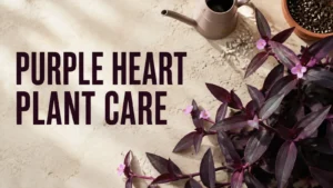 Read more about the article Purple Heart Plant Care: How to Keep Its Foliage Deep Purple