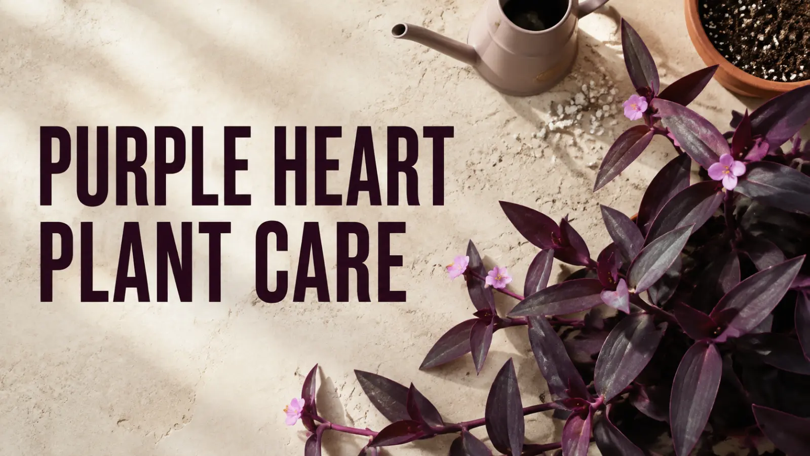 Read more about the article Purple Heart Plant Care: How to Keep Its Foliage Deep Purple