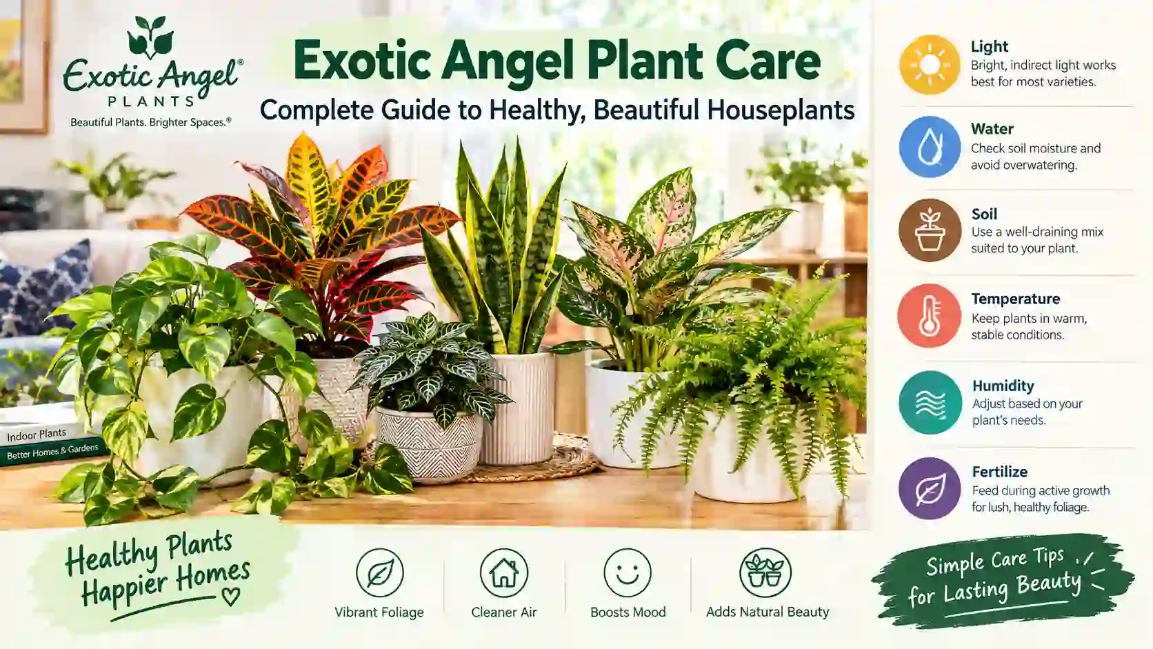 Read more about the article Exotic Angel Plant Care: Complete Guide to Healthy, Beautiful Houseplants