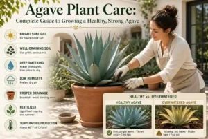 Read more about the article Agave Plant Care: Complete Guide to Growing a Healthy